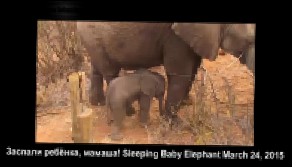 Wildlife Кения, Африка. Спящий слонёнок в колючках :-))) Мамаша заспала ребёнка! - видеоклип на песню