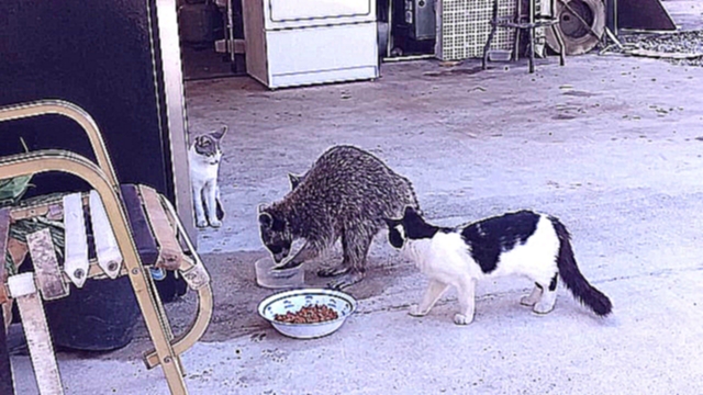 Енот ворует еду у котят - видеоклип на песню