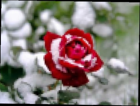 снег на розах С Васюта гр Сладкий сон - видеоклип на песню