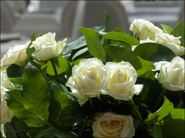 БУКЕТ ИЗ БЕЛЫХ РОЗ ٠Букет из белых роз ˙·٠