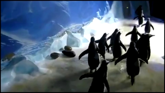 Пингвины бегают за лазерной указкой  - видеоклип на песню