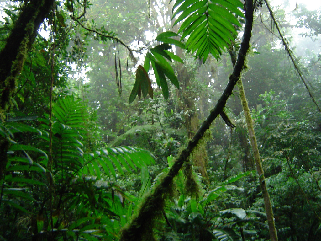 Jamie Llewellyn Звуки природы тропические леса