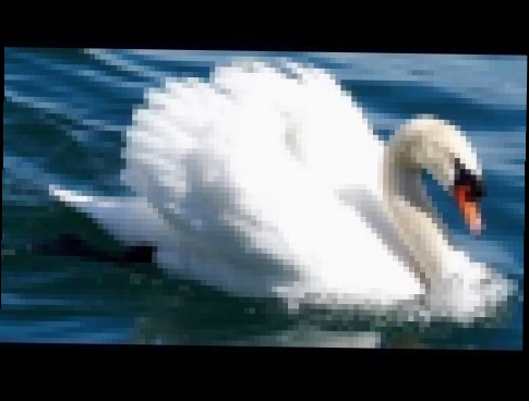 К.Сен - Санс - Лебедь - видеоклип на песню
