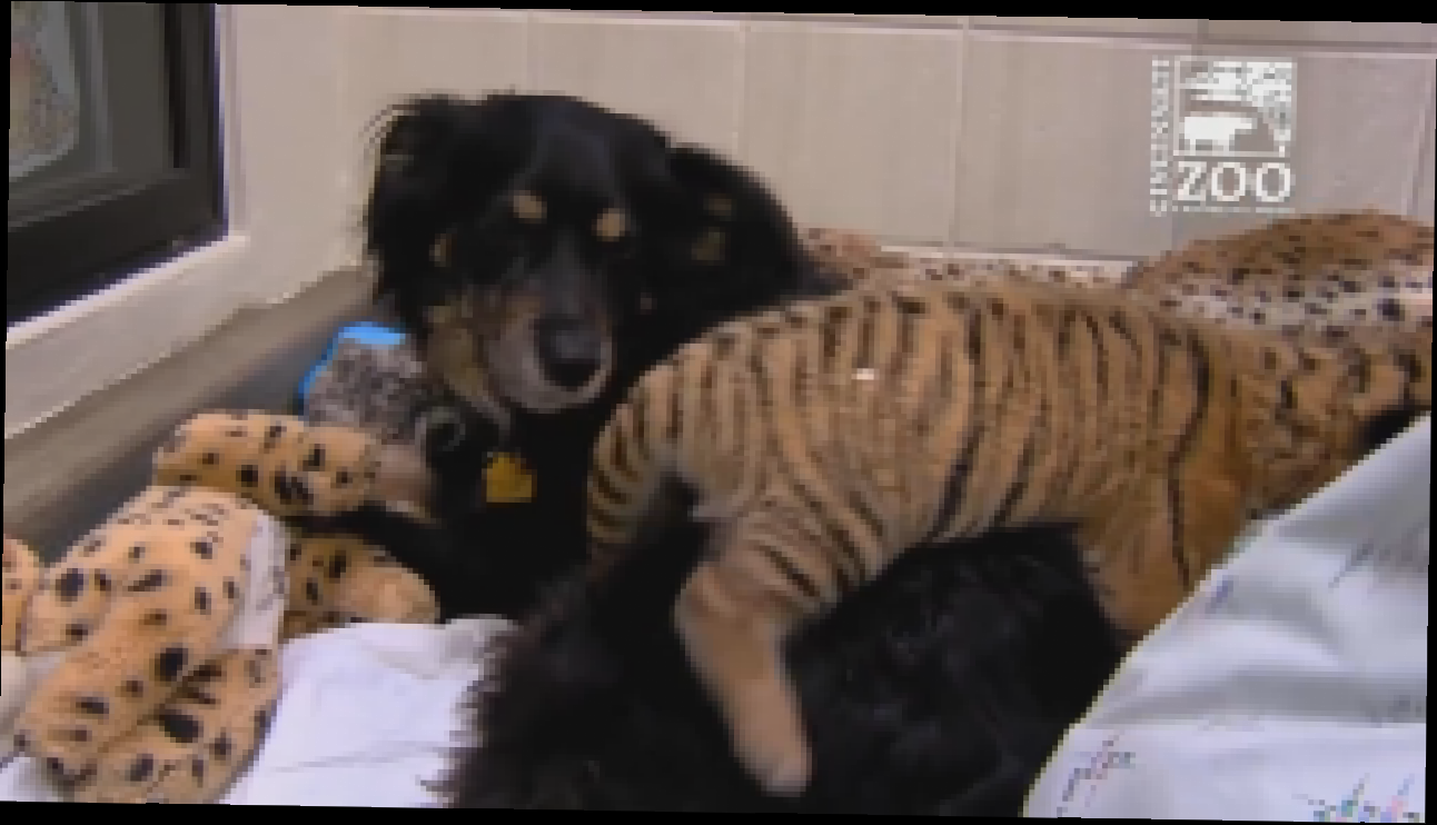 Собака усыновила тигрят - видеоклип на песню