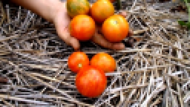 Сорт томата “Де-барао тигровый“ 