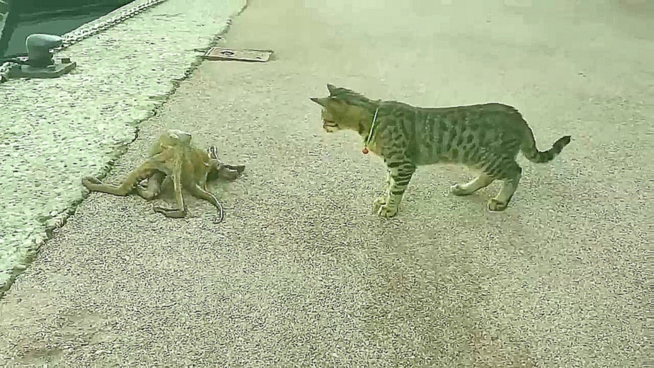 Кот против осьминога 