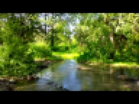Звуки природы, пение птиц, Звуки Леса, для релаксации, сна, Медитации, Relax 8 часов - видеоклип на песню