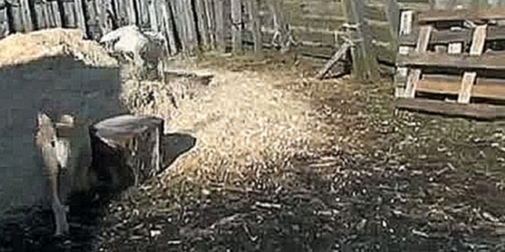среднеазиатская овчарка САО алабай щенки почти 5 мес.на момент съемки 