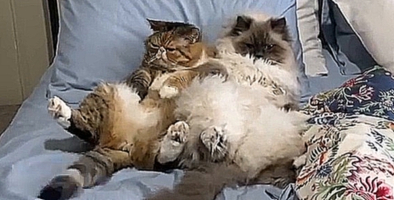 Коты отдыхают - видеоклип на песню