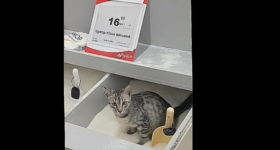 В киевском супермаркете кот справлял нужду в весовом сахаре 