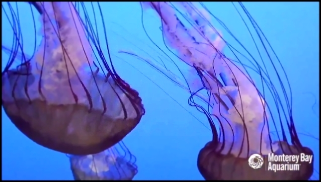 Медузы - видеоклип на песню