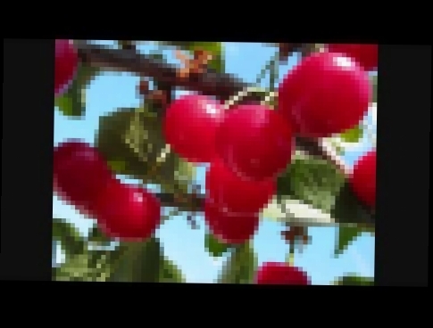 Аркадий Северный &amp; Ko: поспели вишни в саду у дяди Вани - видеоклип на песню