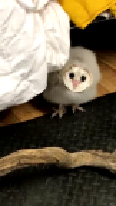 Милая совушка боится выйти из под кровати - видеоклип на песню
