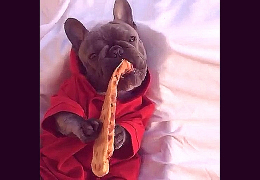 Собакен кушает пиццу 