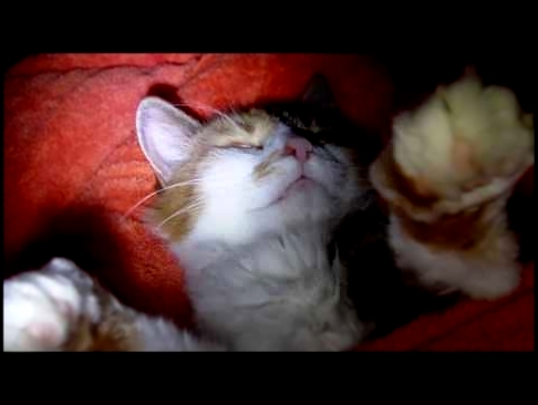 Моя кошка Маня - видеоклип на песню