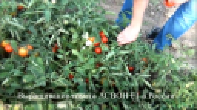 Выращивание томата Асвон F1 