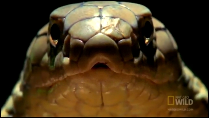 Королевская кобра лат. Ophiophagus hannah 
