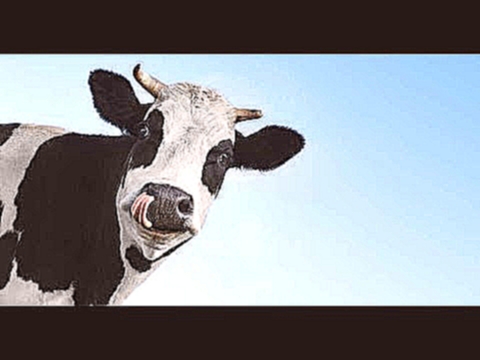 Веселая корова - видеоклип на песню