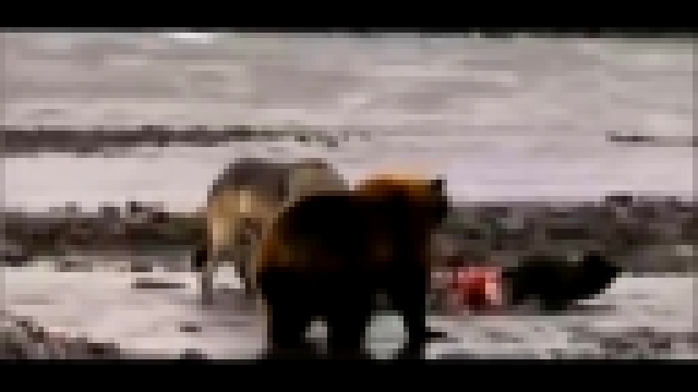 Медведь Против Стаи Волков! - видеоклип на песню