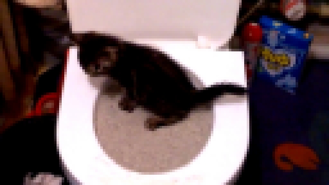 Котёнок учиться ходить в туалет на унитаз - видеоклип на песню