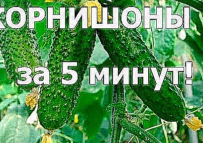 Как мариновать ОГУРЦЫ КОРНИШОНЫ ВКУСНО. ХРУСТЯЩИЕ ОГУРЦЫ. Быстрый рецепт 