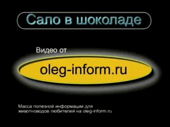 Сало в шоколаде видео рецепт от oleg-inform.ru 