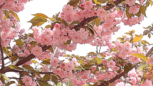 Free HD Stock Footage. Nature. Beautiful sakura blossom 　桜　Футаж. Красиво цветет сакура.  Весна - видеоклип на песню