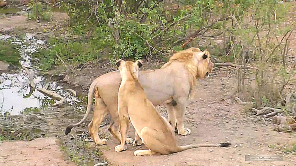 Африка. Молодой лев и гарем юных львиц у водопоя Naledi waterhole - видеоклип на песню