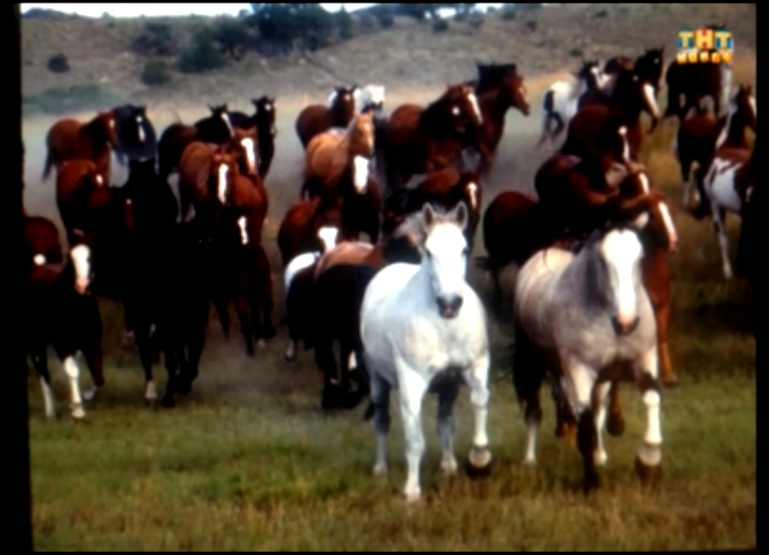 Лошади семьи Гарифуллиных - видеоклип на песню