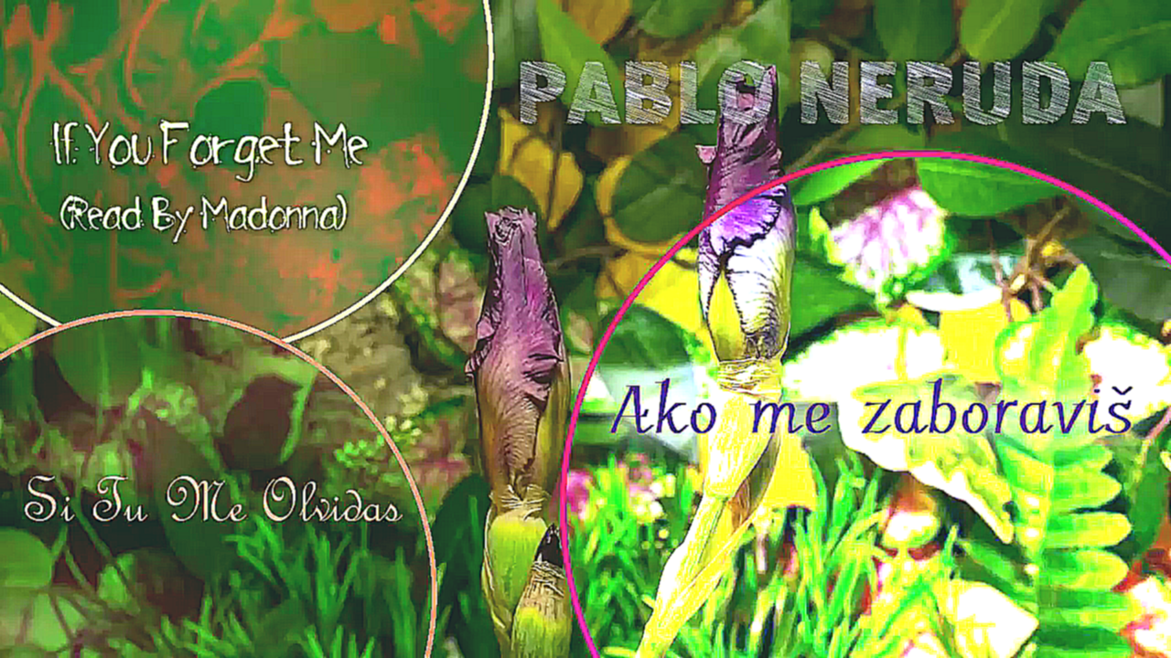 Pablo Neruda – Ako me zaboraviš (Tekst) - видеоклип на песню