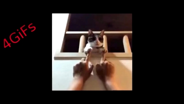 cat gifs funny gifs cool gifs youtube gif 4GiFs 