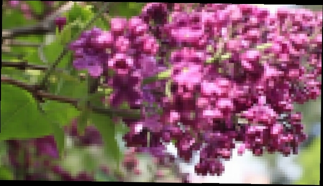 Free HD Stock Footage. Nature. Lilac blossom in wind. Футаж. Цветущая  сирень весной. - видеоклип на песню
