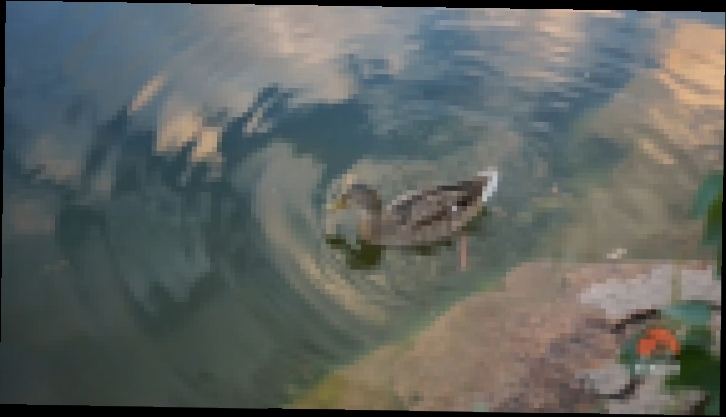 Видео о природе : утка кряква видео Full HD 
