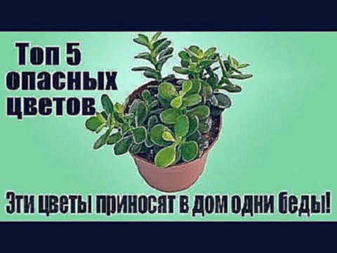 ЭТИ ЦВЕТЫ ПРИНОСЯТ В ДОМ ОДНИ БЕДЫ, ТОП 5 ОПАСНЫХ ЦВЕТОВ В ДОМЕ. - видеоклип на песню