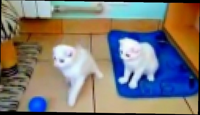 Шотландские вислоухие игривые котята - видеоклип на песню
