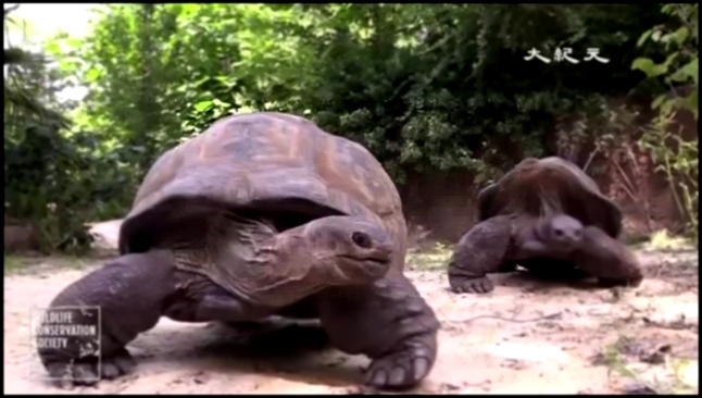 Две гигантские черепахи покоряют публику в зоопарке Бронкса 