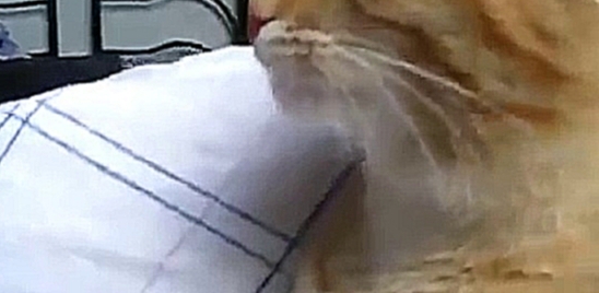 Смешной котик нюхает странный запах - видеоклип на песню