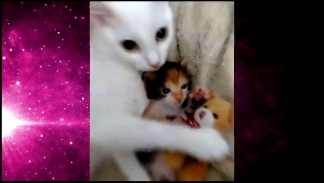 Мама кошка - видеоклип на песню