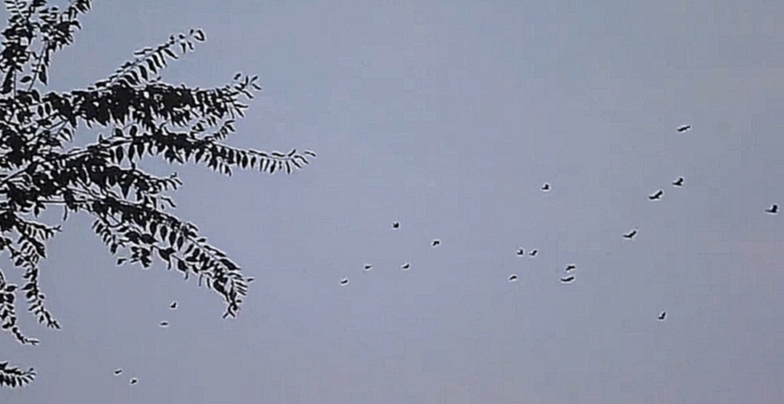 Вороны летят с работы Новый месяц Снег и сосульки 29 10 2014 - видеоклип на песню