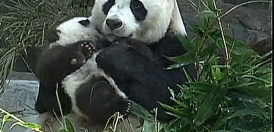 Самое лучшее на свете место для этих милых медвежат панда -  объятия маминых лап! - видеоклип на песню