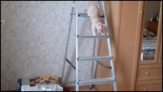 Котенок Персик спускается по стремянке ⁄ Kitty Persik down the ladder 