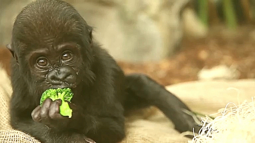 Детеныш гориллы кушает брокколи 