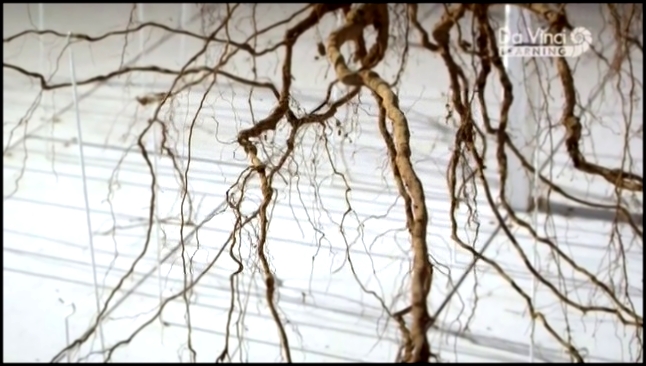 Da Vinci: Дуб: искусство выживания: Осень и Зима / 1 серия - видеоклип на песню