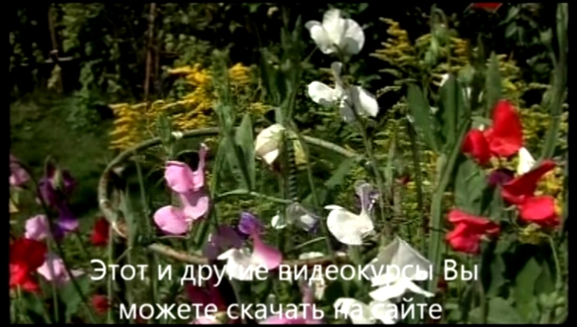Сеем душистый горошек 