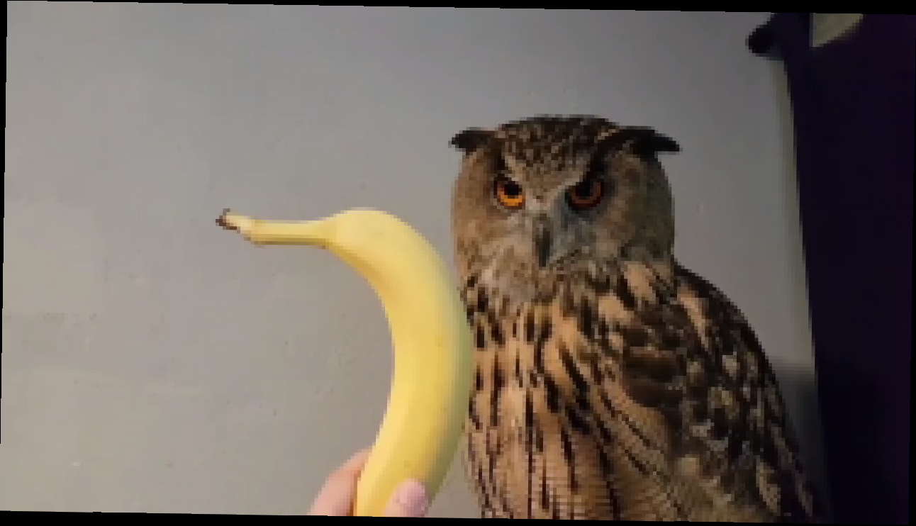 Филин и банан 