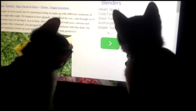 Котята читают рецепт на компьютере 