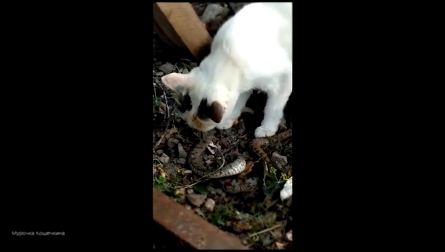 Кошка поймала змею в огороде и сытно пообедала 