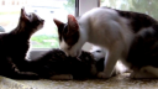Ласковая мама кошка и котята - видеоклип на песню
