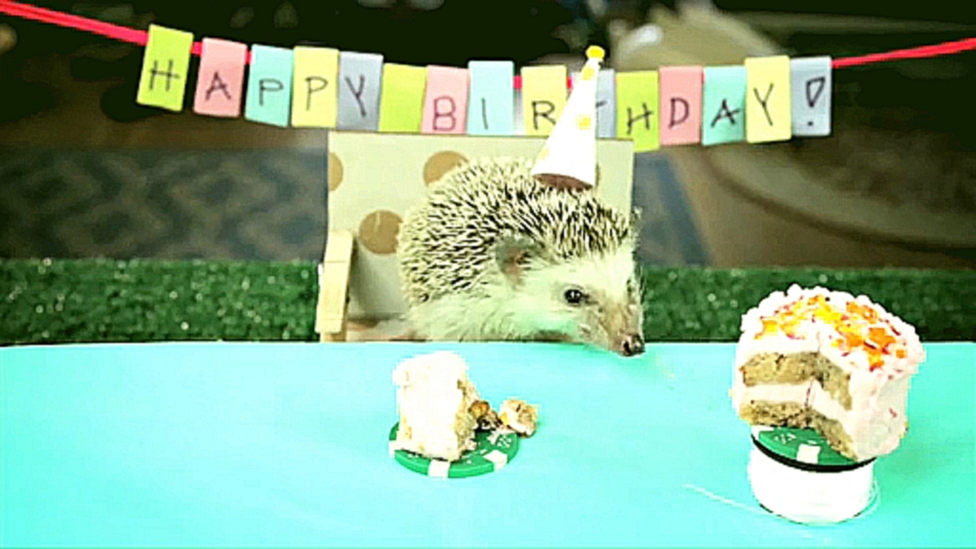 Маленький день рождения для маленького ёжика - видеоклип на песню