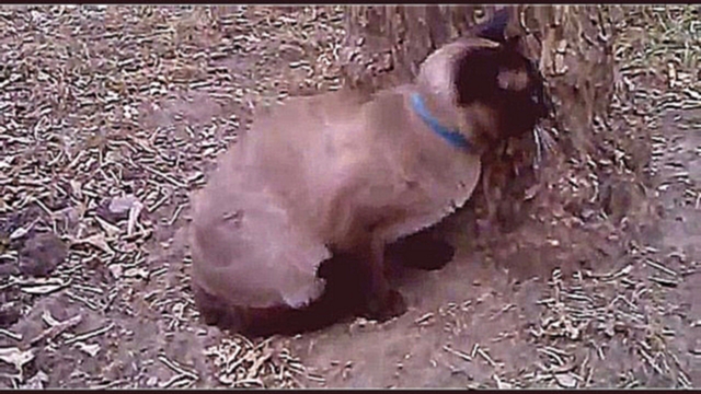 Сиамский кот в ударе - видеоклип на песню